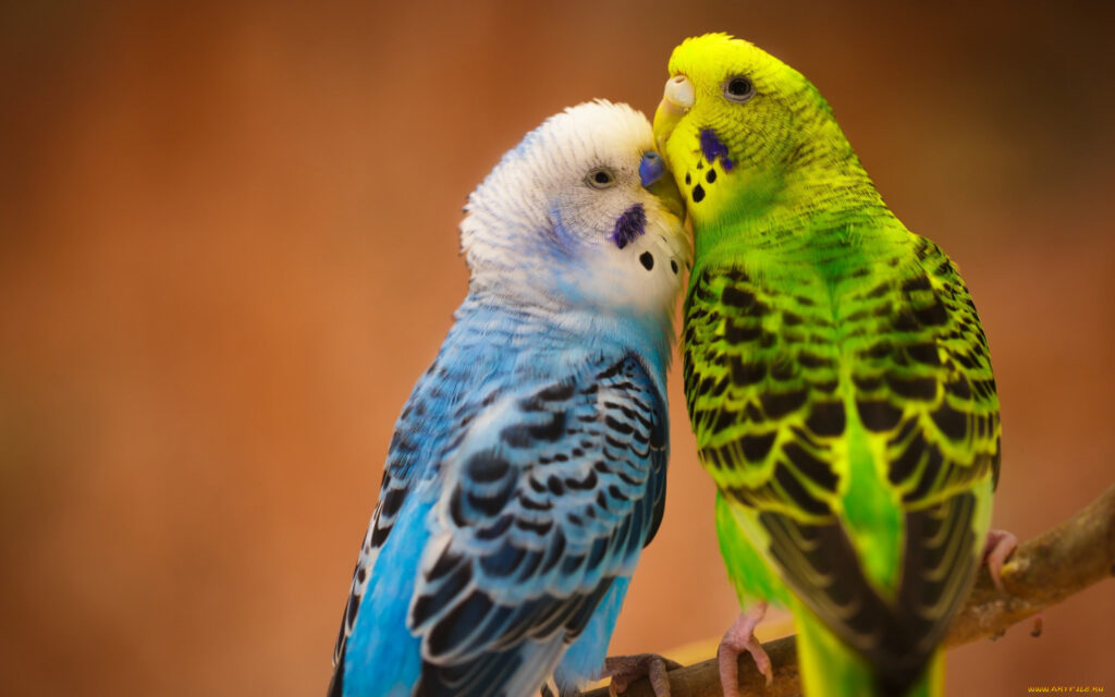 Рацион питания мелких и средних попугаев - Докторвет