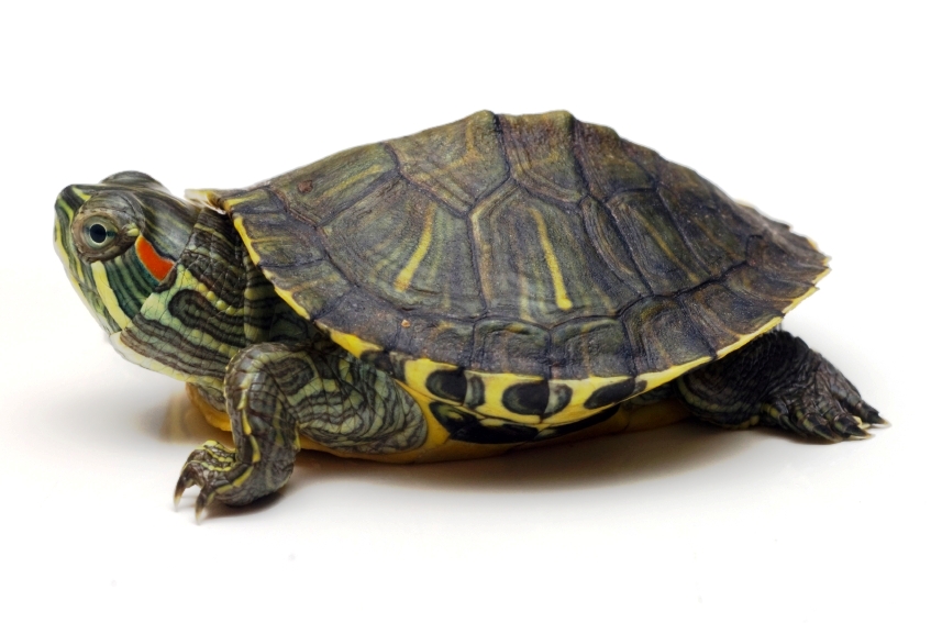 6 причин не заводить дома черепаху