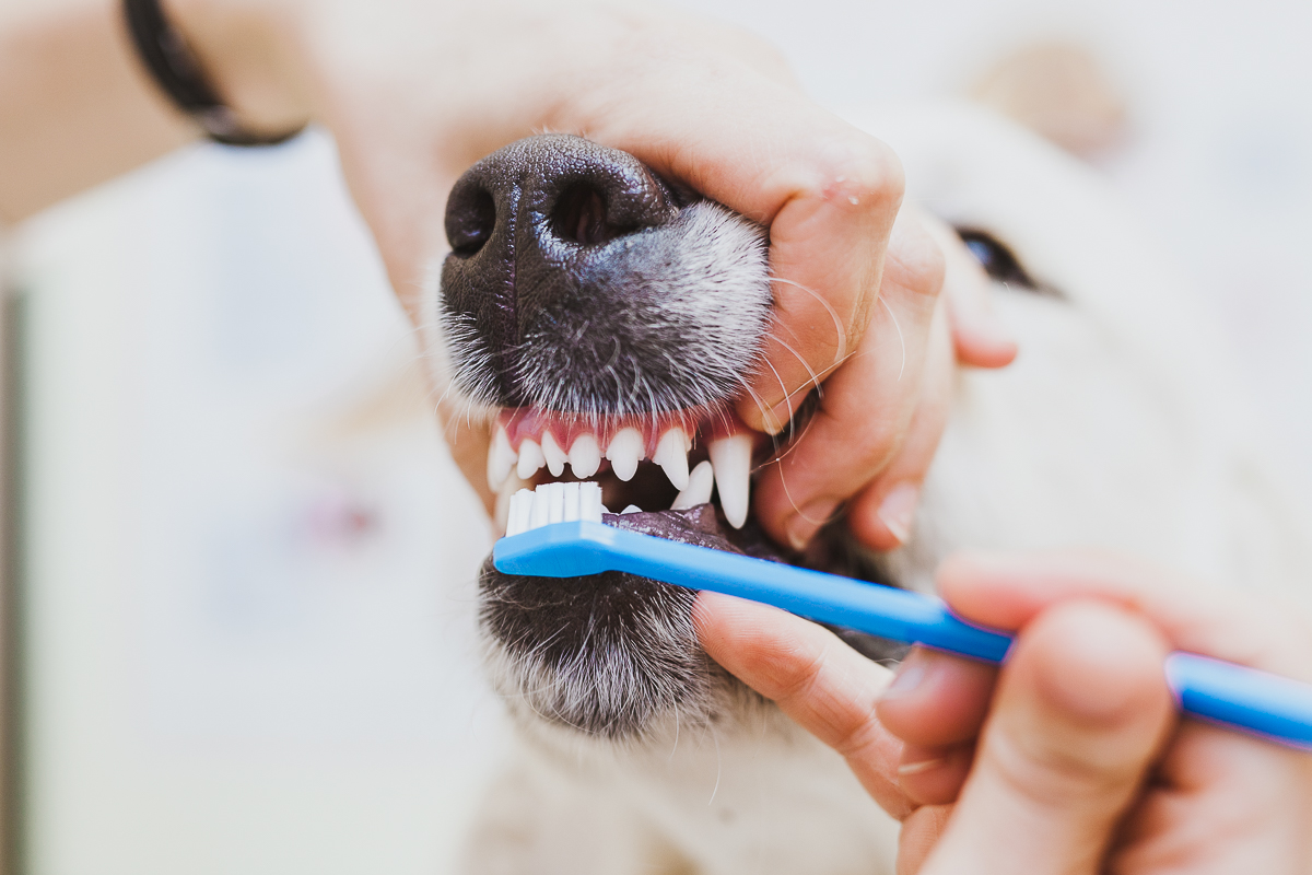 Основные моменты профессиональной чистки зубного ряда