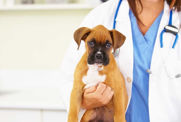 Как подготовить собаку к стерилизации - Докторвет