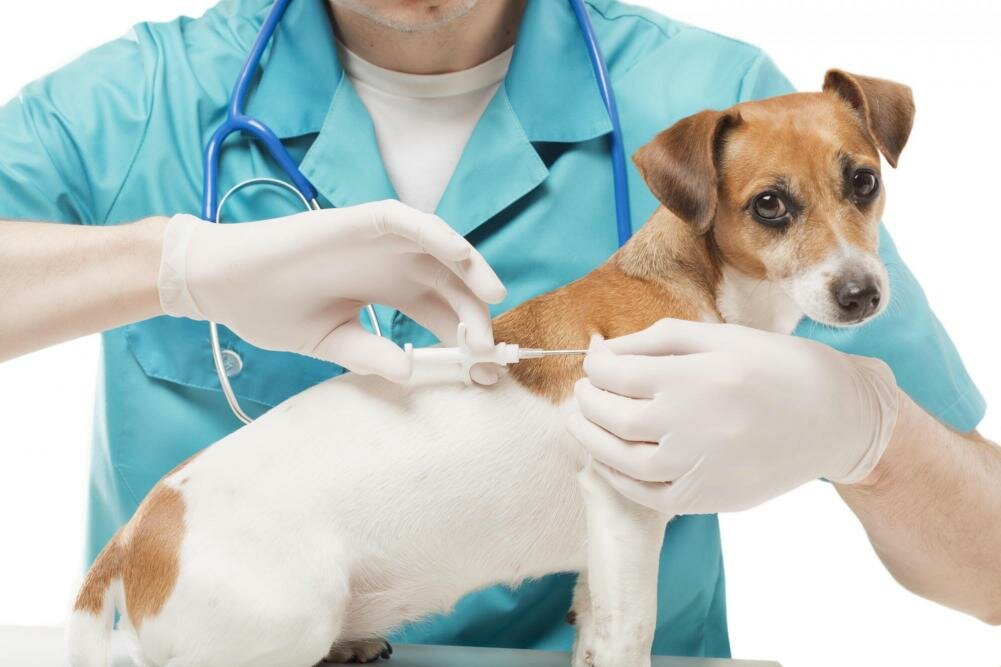 Какие прививки нужно делать собакам и в каком возрасте