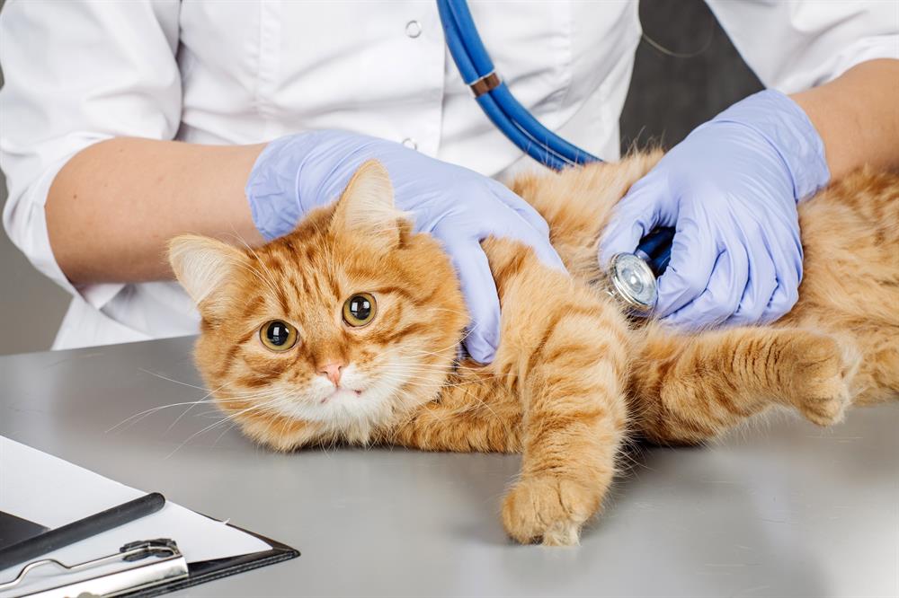 Кастрация кота: всё, что нужно знать перед операцией - полезная информация и советы