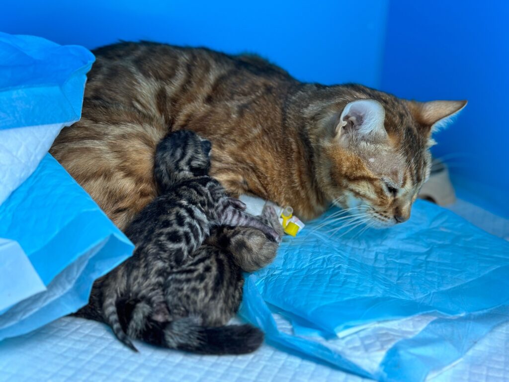 Подготовка кошки к родам